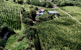 Maybe you would like to learn more about one of these? 100 Kona Coffee Heavenly Hawaiian Farms