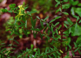 Image result for Triaspis hypericoides