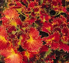 Image result for Coleus shirensis