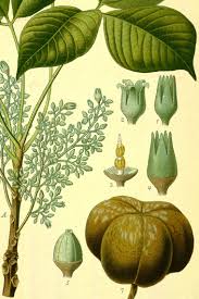 Image result for Hevea brasiliensis