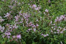 Image result for Falkia oblonga