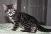 Bengal Kittens for sale in Virginia, Bengal kittens for ...