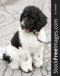 I don't build a parent standard poodle puppies for sale list until parents get closer to mating which i email / call down payment customers on the list below to. 2 Black White Standard Poodle Puppy Free Stock Photos Stockfreeimages