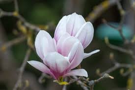 If you're looking for romantic flowers, blue violets make a wonderful gift. Interesting Meaning And Symbolism Of Magnolia Flower And Tattoo Florgeous