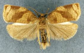 Image result for Archips podanus