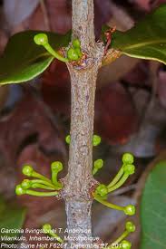 Image result for Garcinia livingstonei