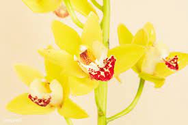 Download Premium Image Of Close Up Of Yellow Cymbidium Orchids On Beige Cymbidium Orchids White Lily Flower Flower Illustration