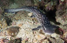 Marbled Bamboo Cat Shark By Edwin Van Loenen Cat Shark Shark Species Of Sharks