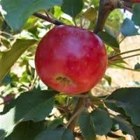 Check out our lowest priced option within fruit trees, the sumner pecan tree. Pin On For The Yard