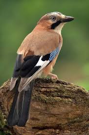 Eurasian Jay Garrulus Glandarius World Birds Beautiful Birds Pet Birds