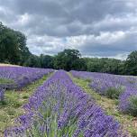 A Lavender Sunset Ritual of movement, sound & scent
