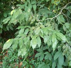 Image result for Opiliaceae