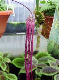 Image result for Bulbophyllum humblotii