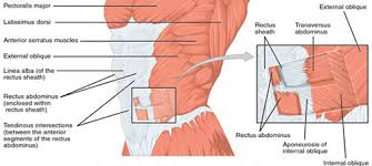 Your therapist can assess your back muscles and determine what treatments are needed for your condition. How Weak Abdominals Cause Your Lower Back Pain Low Back Pain Program