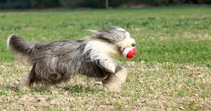 5 Things To Know About Bearded Collies