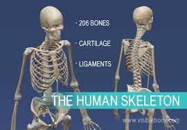 Emily erin deschanel (born october 11, 1976) is an american actress and producer. Overview Of Skeleton Learn Skeleton Anatomy