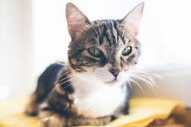Selain itu, dengan menyatakan cinta, kita juga dapat mengetahui apa yang dirasakannya pada kita. Mempelajari Beberapa Perilaku Khas Kucing Jantan Gerava Ikan Hias Burung Kicau Kucing Anjing