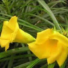 Image result for Pachycarpus appendiculatus