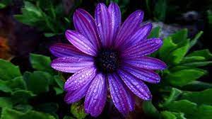 Pin On Gardening