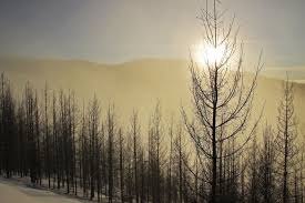 Fog In The Black Forest By Donald Sewell On Black Forest Forest The Valley