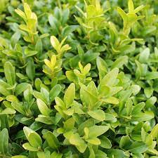 It is not really a desert type plant, however, with regular watering, it will look great especially if planted in partial shade. Box Hedging Buxus Sempervirens Hedges Direct