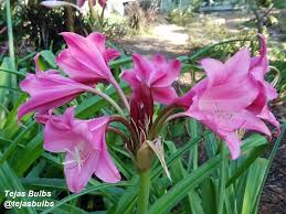 Image result for Crinum harmsii