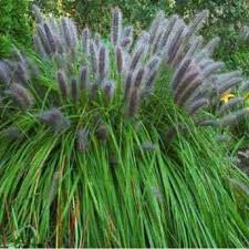 How To Grow And Care For Fountain Grass