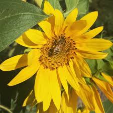 Choose plants that are native to your region. 12 Common Flowers To Plant For The Bees That Are Good For Us Too