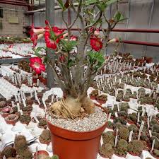 Image result for Adenium multiflorum
