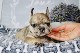 We also provide a safe alternative to shelters for owners that are faced with the decision to find a new home for their. Whitney Dreamy Bulldogs Dreamy Bulldogs