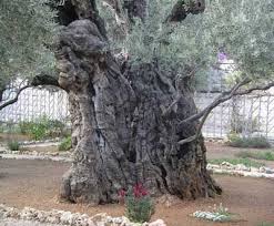 Remarkably The Garden Of Gethsemane Still Contains Dozens Of Ancient Olive Trees That Date To Approximately 2 000 Years Old See