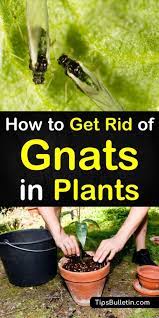 How to get rid of gnats in my vegetable garden. 4 Handy Ways To Get Rid Of Gnats In Plants
