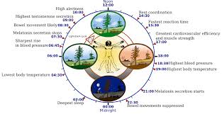 Wellness, meet inbox sign up for our newsletter and jo. Our Internal Clock Governs Our Health And Wellness Sunlight Inside