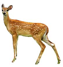Deer Png Deer Transparent Background Freeiconspng Easily make the background of your image transparent for free. deer png deer transparent background