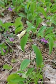 Image result for Clutia sessilifolia
