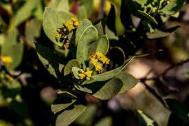 Image result for Antherotoma naudinii