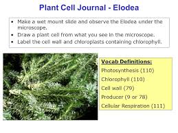 Using a pipette, drop fresh water on top of the elodea to cover the leaf. Plant Cell Journal Elodea Ppt Video Online Download