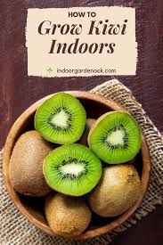 How To Grow Kiwi Indoors The Ultimate Guide Indoor Garden Nook In 2020 Kiwi Growing Kiwi Kiwi Seeds