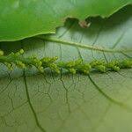 Image result for Sclerocroton cornutus