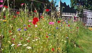 A wildflower garden is an excellent addition to any property. Wildflower Turf How To Create A Wildflower Area The Lawn Store