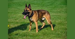 So he may be a dutch shepherd mix, which is what i am leaning towards. Embark Dog Dna Test Breed