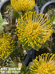 Image result for Leucospermum