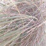 Image result for Halopyrum mucronatum