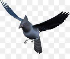 Scopri ricette, idee per la casa, consigli di stile e altre idee da provare. Eurasia Murai Burung Macaw Gambar Png