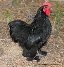 He pulls on their feathers, sometimes pulling them. Black Cochin Bantam Rooster Arizona Backyard Chickens Learn How To Raise Chickens