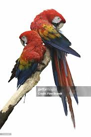 Image result for tbn:ED285OK8yRCGdM::www.hawanaajd.com/backgd/data/media/4/Wallpapers_-_Parrots_-_01.jpg