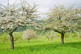Fruit tree spray plus is a broad spectrum insecticide, fungicide and miticide that controls insects, diseases and mites on vegetables, fruits, nuts, herbs, spices, roses, flowers, turfgrass and shrubs. Best Time For Spraying Trees When To Spray Fruit Trees