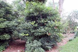 Image result for Leea guineensis