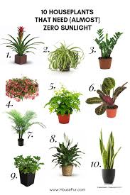 10 Houseplants That Need (Almost) Zero Sunlight | Plants, Growing plants  indoors, House plants indoor