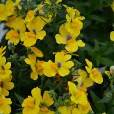 Image result for Nemesia zimbabwensis
